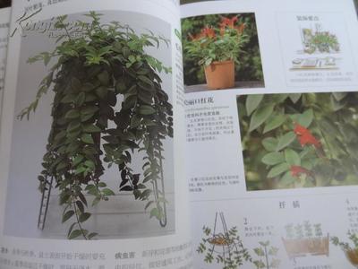 【图】家庭盆景花卉·种植摆放指南,拍品信息,网上拍卖,拍卖图片